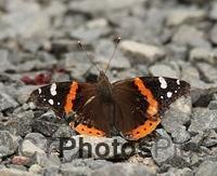 Red Admiral IMG 1062c