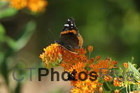 Red Admiral IMG 9999 294