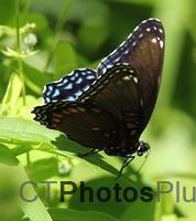 Red-spotted Purple Butterfly IMG 0390