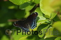 Red-spotted Purple Butterfly U82A1784
