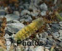 Salt Marsh Moth caterpillar U82A1964