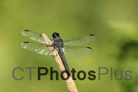 Slaty Skimmer Dragonfly IMG 6856