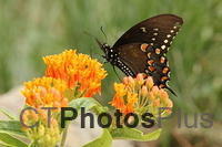 Spicebush Swallowtail Butterfly on Butterfly weed IMG 1204