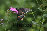 Spicebush Swallowtail IMG 1836