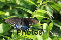 Spicebush Swallowtail IMG 5984
