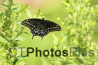 Spicebush Swallowtail IMG 9999 292