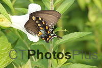 Spicebush Swallowtail in Hedge Bindweed Flower IMG 6337