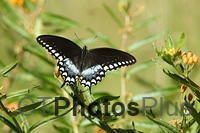 Spicebush Swallowtail on Butterfly bush IMG 9999 28