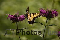 Tiger Swallowtail IMG 9999 105