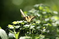 Tiger Swallowtail IMG 9999 40