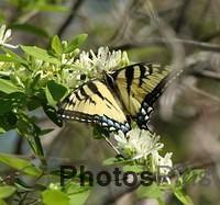 Tiger Swallowtail IMG 9999 7c