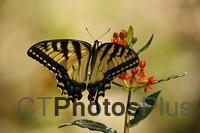 Tiger Swallowtail IMG 9999 8