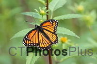 Viceroy Butterfly IMG 7039
