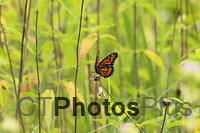 Viceroy butterfly at Belding Wildlife Mgmt Area IMG 5373