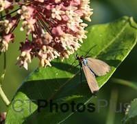 Virginia Ctenuchid Moth IMG 9999 97c