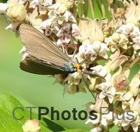 Virginia Ctenuchid Moth U82A3707c
