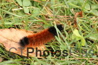 Woolly Bear Caterpillar IMG 7776