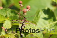 calico pennant dragonfly IMG 0927