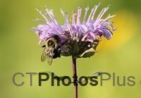 common eastern bumblebee on Wild Bergamot IMG 0851c