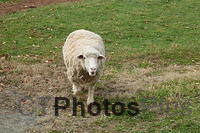 Sheepy running for a treat U82A6244