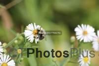 Bee on daisy E Windsor