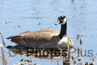 Canadian Goose East Road 010 (2)