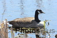Canadian Goose East Road 009