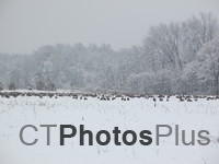 Canadian Geese in the snow IMG 1099