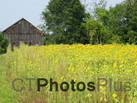 East Windsor Sunflowers IMG 2535