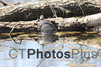 Turtle reflected 010 (2)