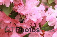 Bee on Rhododendron IMG 4129