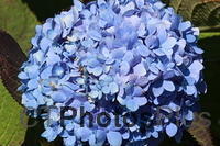 Blue Hydrangea IMG 2990