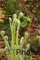 Fiddlehead ferns IMG 4007