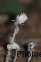 Indian Pipe IMG 6732