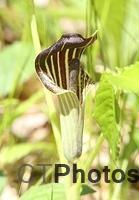 Jack in the pulpit U82A1137c