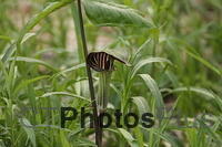 Jack-in-the-pulpit IMG 9466