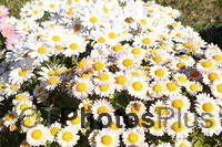 Late October daisies on Block Island U82A7398