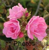Late October roses on Block Island U82A7390c