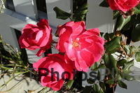 Late October roses on Block Island U82A7394