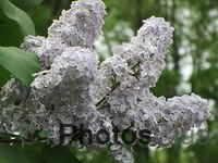 Lilacs IMG 1299