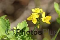 Meadow Buttercup IMG 9999 350c