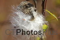 Milkweed about to set sail in the breeze IMG 7809