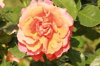 OrangePink Rose IMG 2281