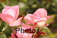Pink Roses IMG 2273