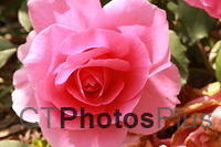 Pink Roses IMG 2276
