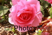 Pink Roses IMG 2278