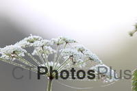 Queen Anne's Lace IMG 4890