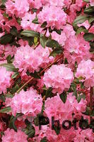 Rhododendron IMG 4124
