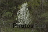 Spring flowering tree IMG 9999 80