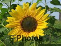 Sunflower IMG 2529